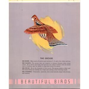 Vintage Art Print Beautiful Birds Series The Grouse 1940s Unframed